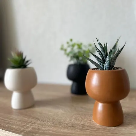 L'aphyllante T2 Trebas