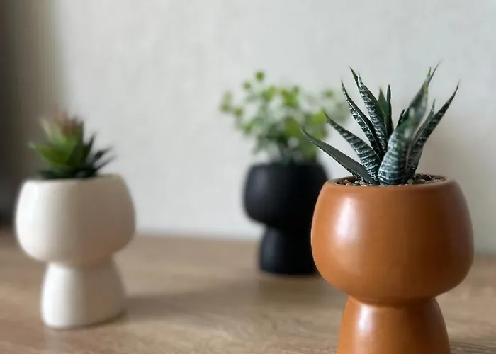 L'aphyllante T2 Trébas